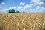 Волгоградские аграрии собрали 6 млн тонн зерна