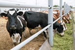 Сельхозпредприятия Волгоградской области увеличили производство молока