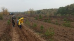 Волгоградская область ведёт активные работы по компенсационному лесовосстановлению