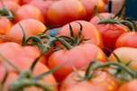 Тепличные хозяйства волгоградского региона произвели порядка 57 тысяч тонн овощей