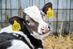 В волгоградском регионе развивается молочное животноводство