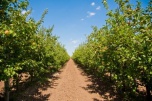 Волгоградская область наращивает производство плодов и ягод
