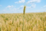 Волгоградская область попала в топ-3 по производству зерна в ЮФО