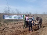 Волгоградские лесничества подключаются к международной акции «Сад Памяти»