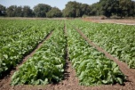 «Агростартап»: волгоградские фермеры поборются за гранты на общую сумму 93 млн рублей