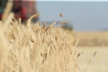 Волгоградская область наращивает объемы экспорта зерновых культур
