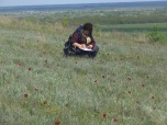 Краснокнижный тюльпан Шренка найден на новых территориях в Алексеевском районе