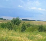 В Волгоградской области выявлено зарастание сельхозугодий площадью более 38 га