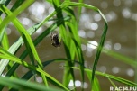 В Волгоградской области подростка укусил ядовитый паук каракурт