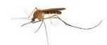 Лихорадка Западного Нила. О мерах по профилактике инфекций, передающихся комарами