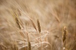 Андрей Бочаров: «Волгоградская область на сегодняшний день собрала уже 3 млн тонн зерна»