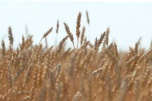 Экспорт зерновой продукции растет в Волгоградской области