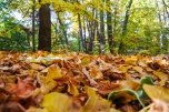 Агроном Игорь Подковыров рассказал, как поступить с опавшей листвой
