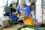 На Михайловском молочном комбинате подвели итоги оптимизации производства сыра