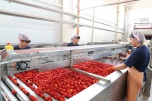 Волгоградские предприятия по переработке сельхозпродукции наращивают производственные мощности