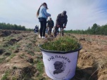 «Сад Памяти»-2024: более 120 тысяч деревьев высадили в Волгоградской области