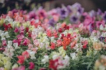 200 тысяч однолетних цветов покажут на выставке в Волгоградской области