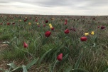 В регионе усилили меры по сохранению диких тюльпанов