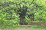 Дуб-великан из Волгоградской области поборется за звание «Дерева года»