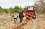 В лесах Волгоградской области весной высадили уже более 6,2 млн деревьев