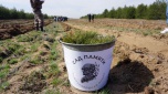«Сад Памяти-2024»: в волгоградском регионе высажен миллион деревьев