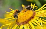Что нельзя делать 2 июля, в день Зосимы Пчельника