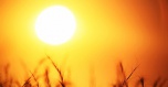 39 рекордов жары зафиксированы в России за сутки